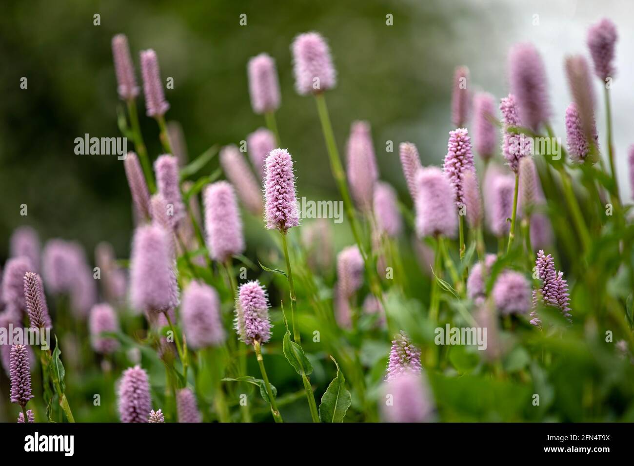 Persicaria Bistorta Superba