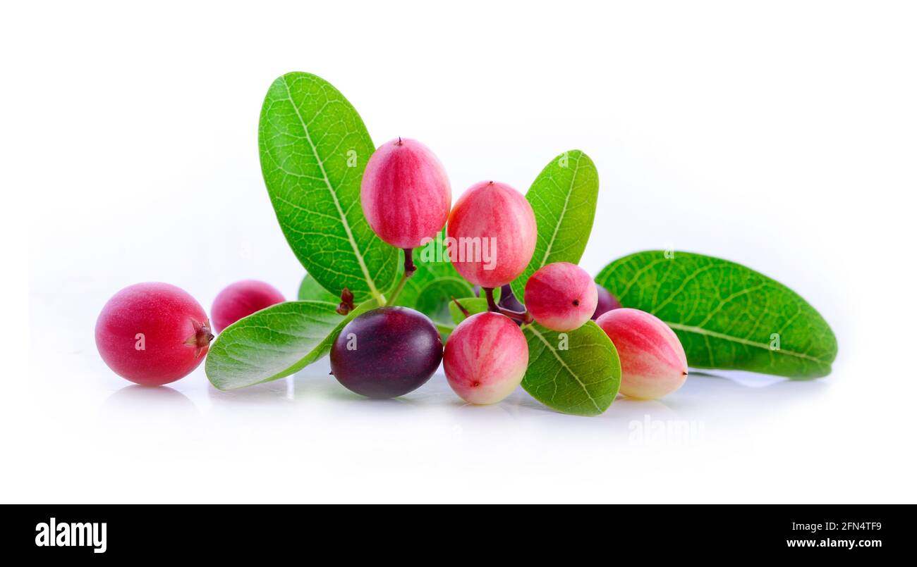 bengal-currants, carandas-plum, on a white background Stock Photo