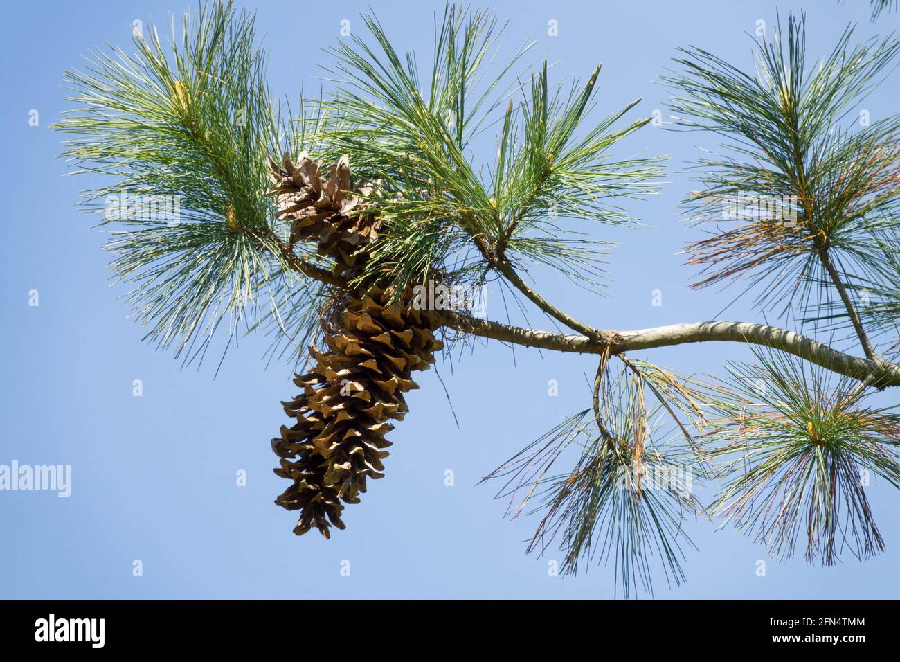Mexican White Pine, Pinus ayacahuite cone Stock Photo