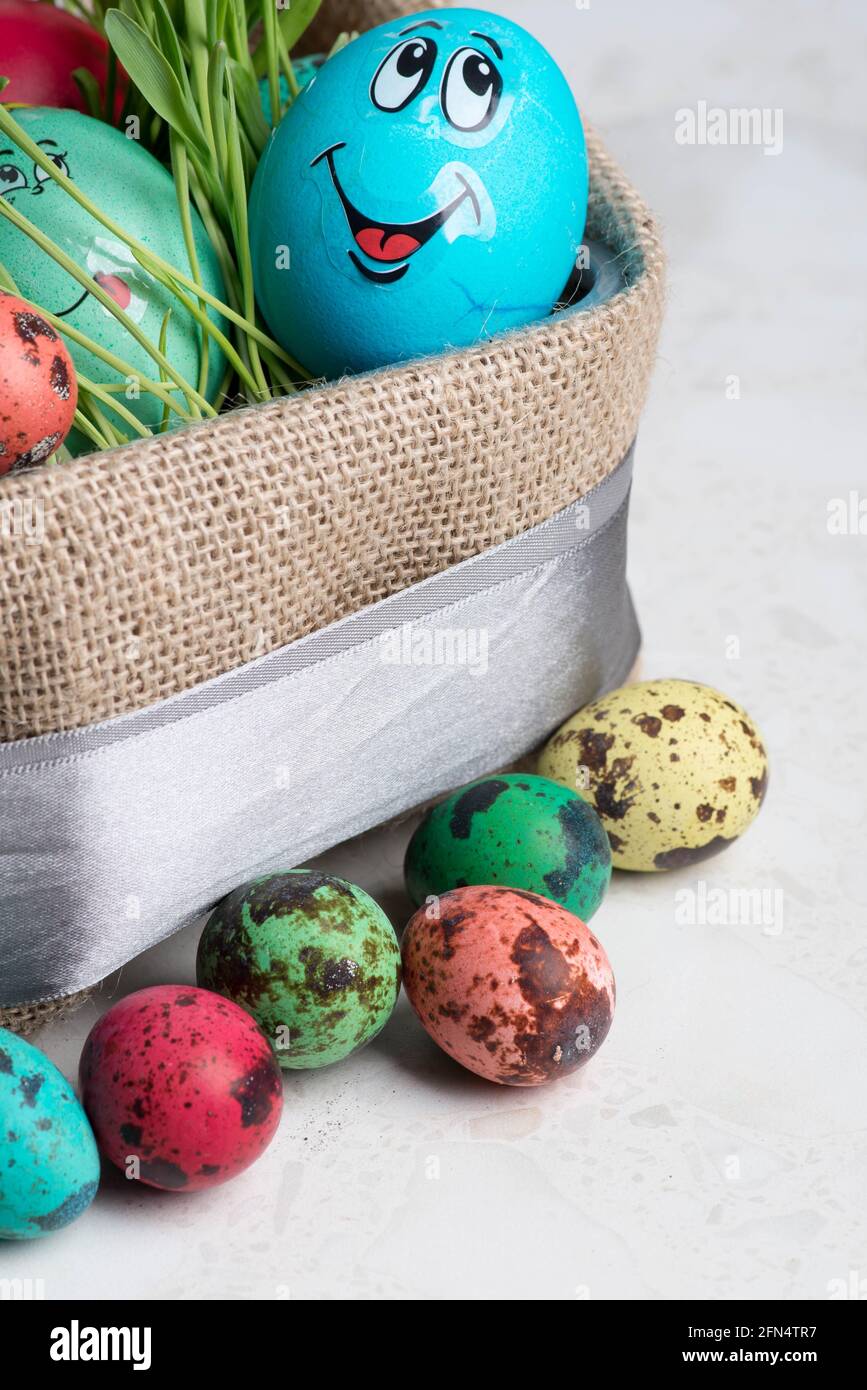 many multi-colored quail colored eggs and one blue funny Stock Photo
