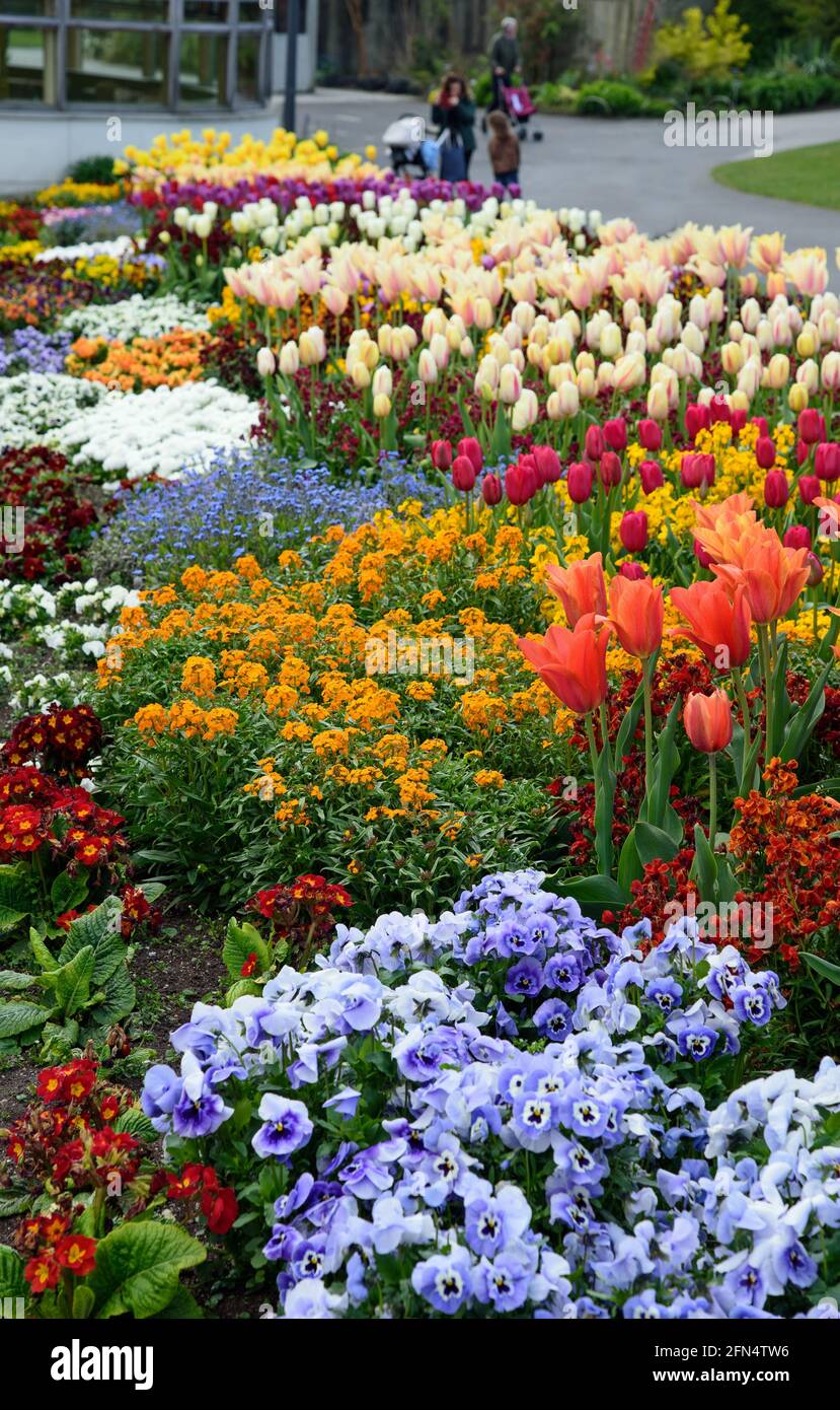 Dublin, Ireland 02 May, 2021. Flowers blossom in National Botanic