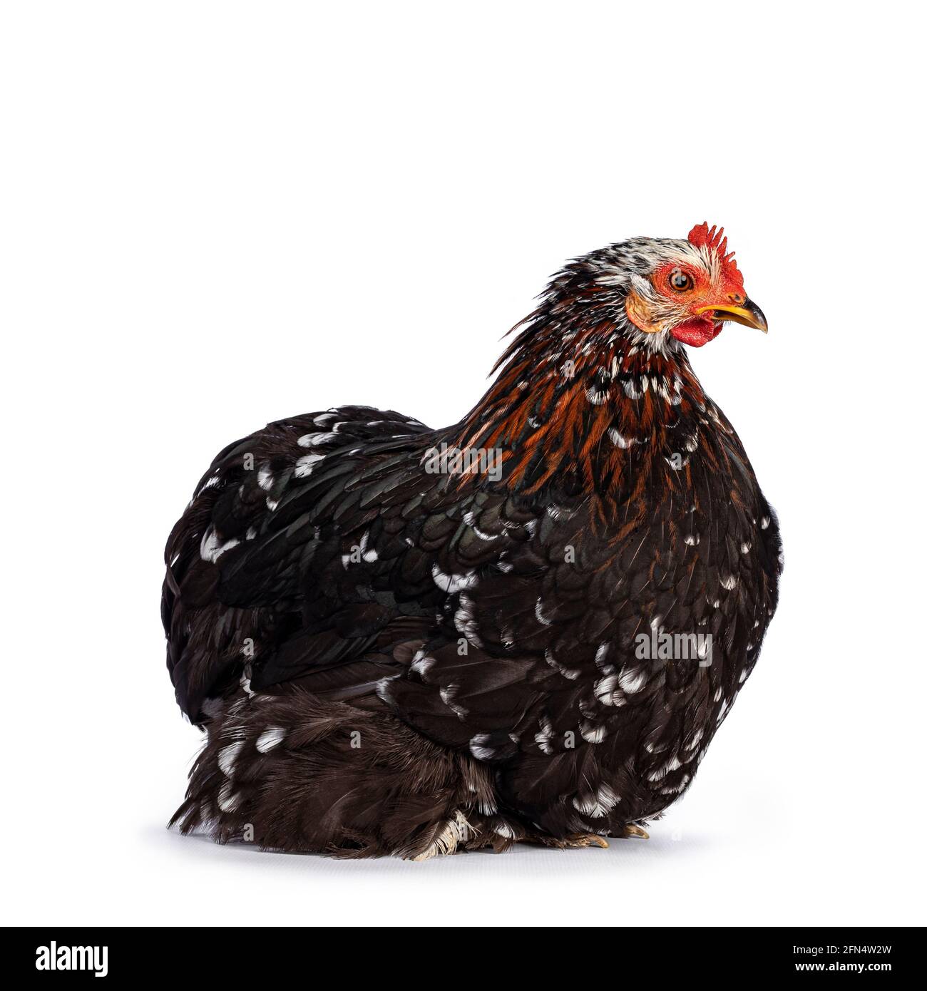 Mottled rooster Cut Out Stock Images & Pictures - Alamy
