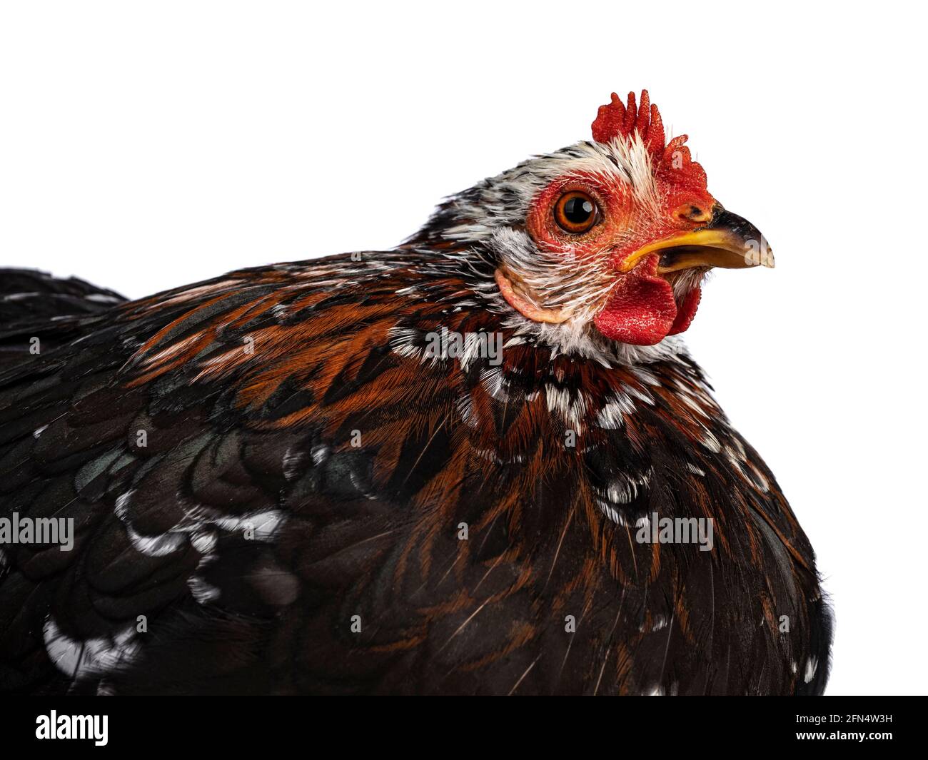 Cochin Chicken High Resolution Stock Photography And Images Alamy