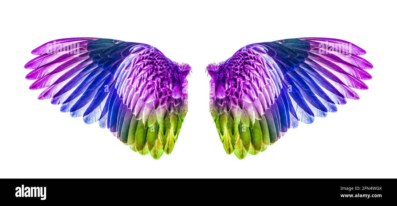 Wings of birds isolated on white background Stock Photo - Alamy