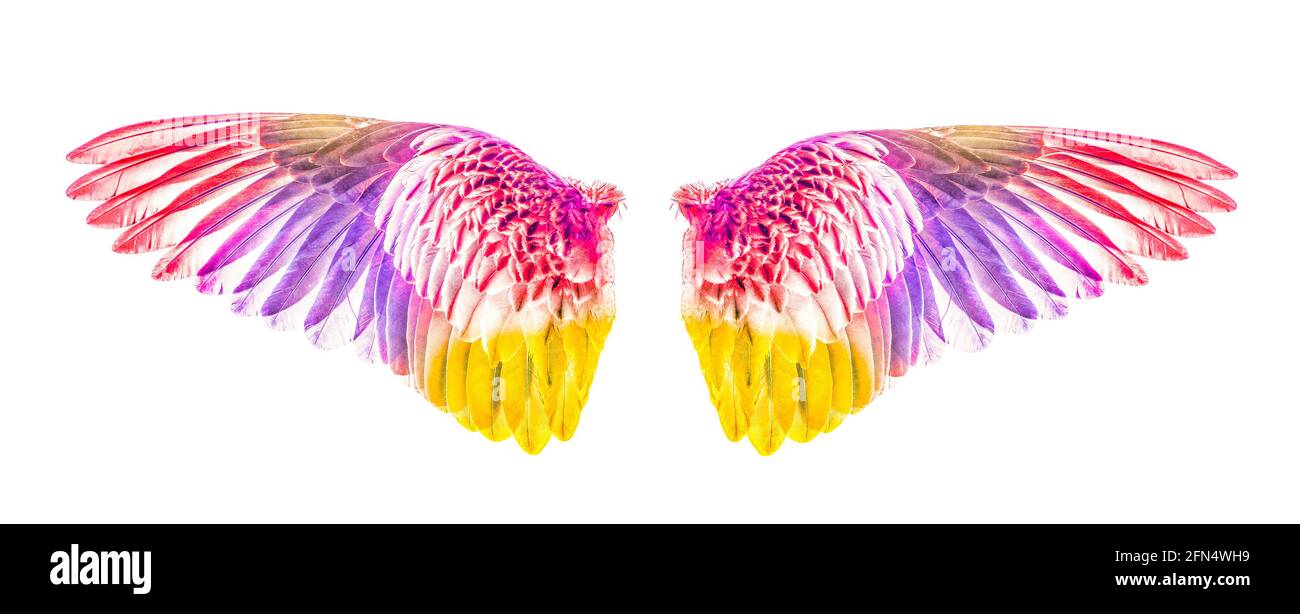 Wings of birds isolated on white background Stock Photo - Alamy
