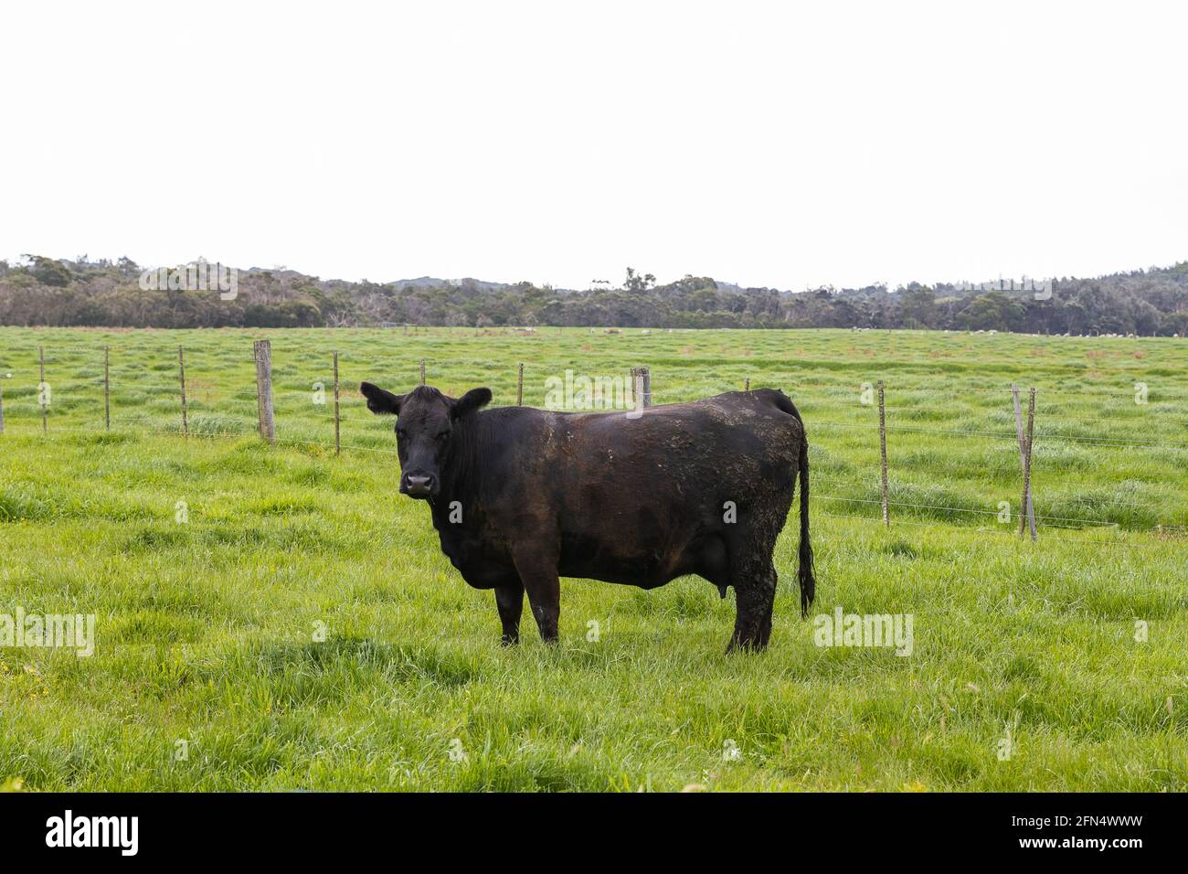 A herd of beef cattle on a free range cow ranch farm Stock Photo