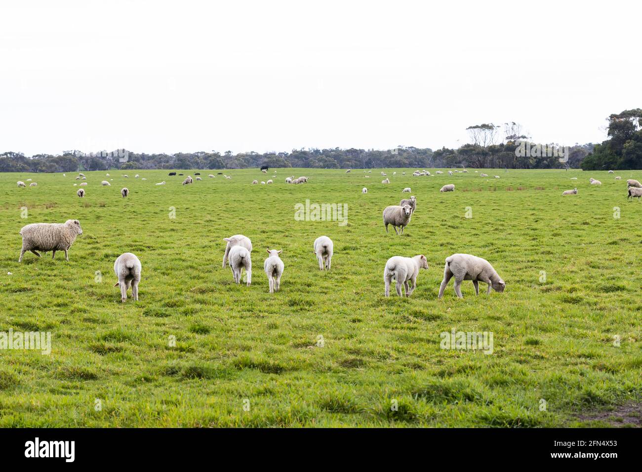 a flock of sheep and lambs on a free range sheep farm Stock Photo