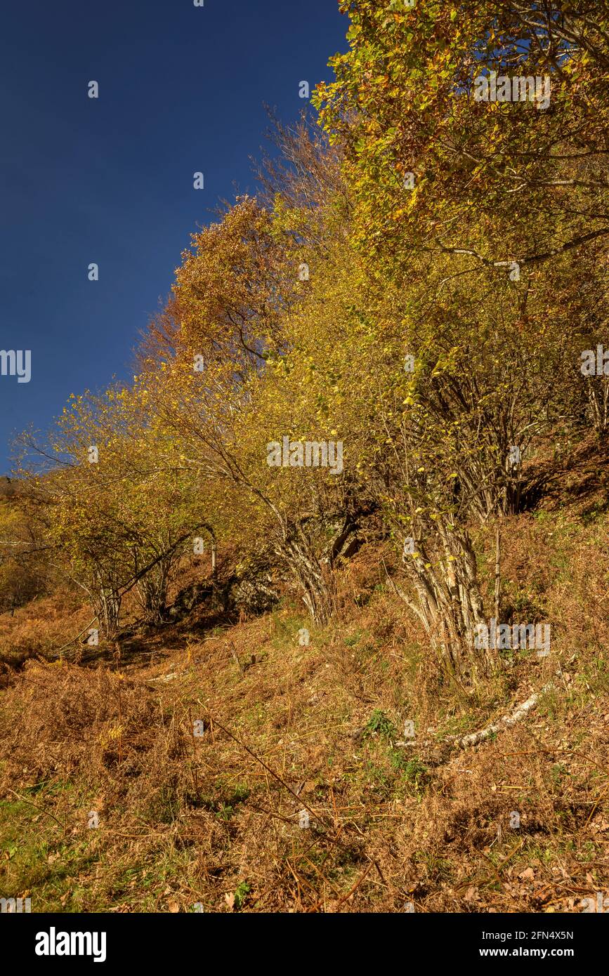 árbol de colores de otoño hi-res stock photography and images - Alamy