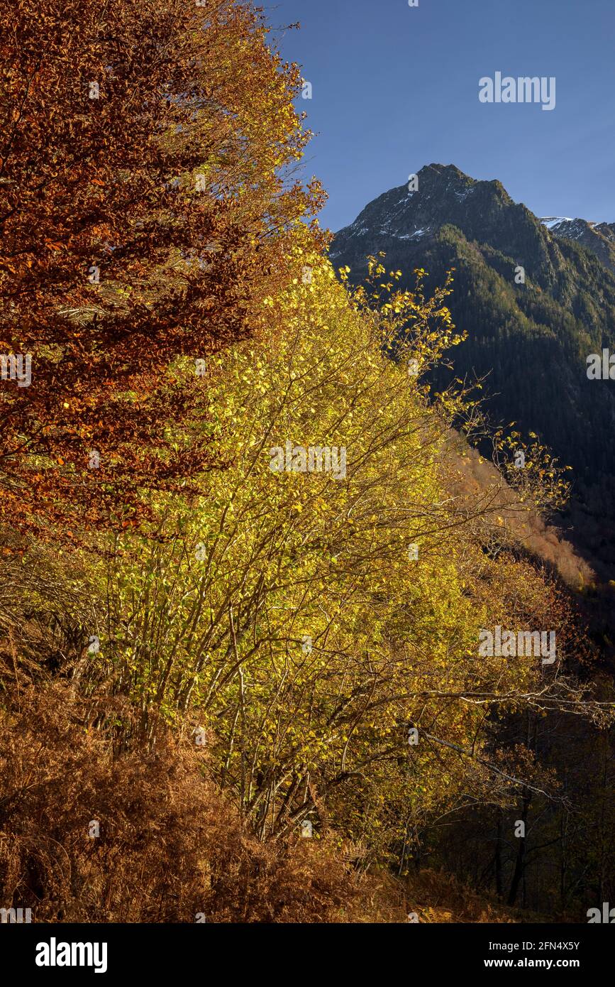 árbol de colores de otoño hi-res stock photography and images - Alamy