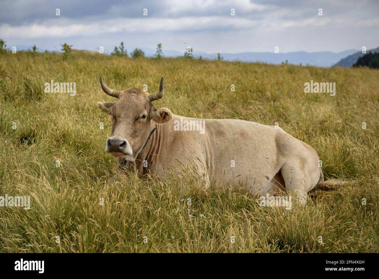 Cow among meadows in Serra Cavallera (Ripollès, Catalonia, Spain, Pyrenees) ESP: Vaca entre los prados de la Serra Cavallera (Ripollès, Cataluña) Stock Photo