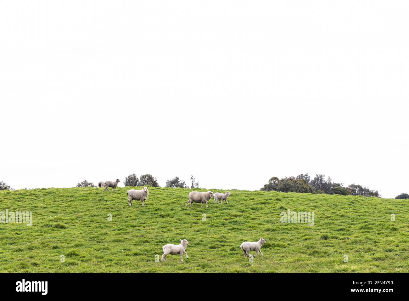 a flock of sheep and lambs on a free range sheep farm Stock Photo