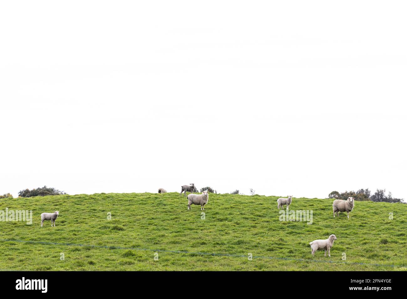 a flock of sheep and lambs on a free range sheep farm Stock Photo