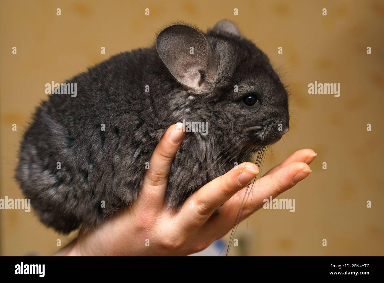 cute fluffy gray chinchilla sitting in her arms Stock Photo - Alamy, image size:1300x957