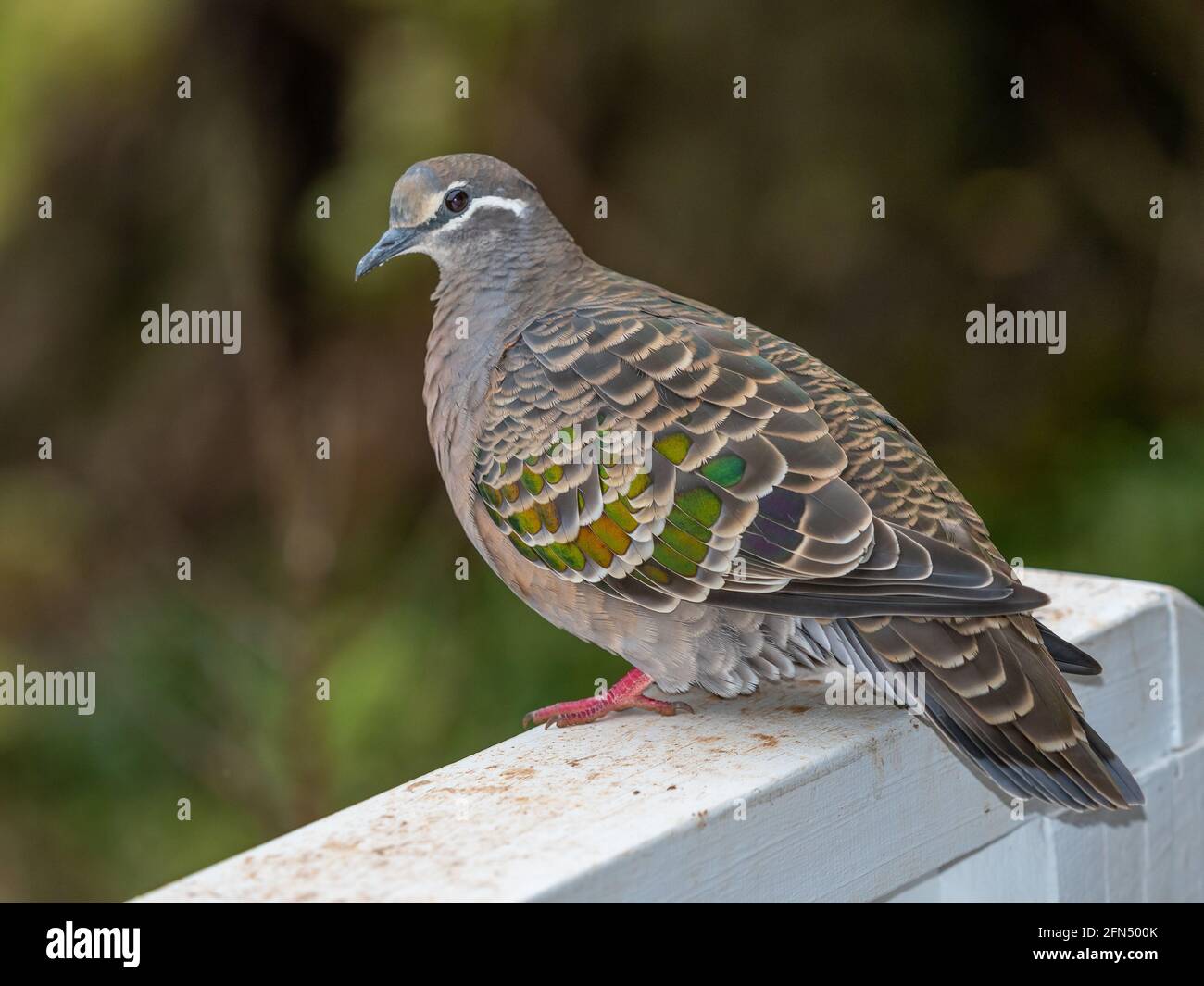 The Common Bronzewing (Phaps chalcoptera) is a species of mediumsized, heavily built pigeon