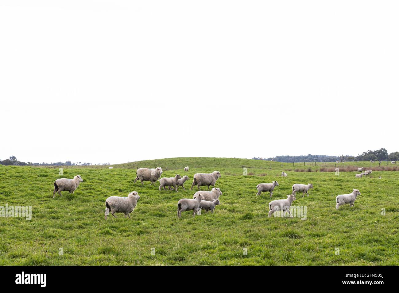 a flock of sheep and lambs on a free range sheep farm Stock Photo Alamy