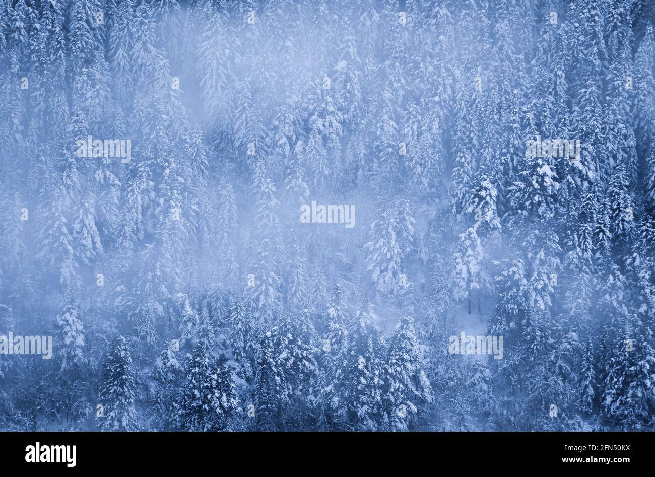Snowy forest details in winter (Aran Valley, Catalonia, Spain, Pyrenees) ESP: Detalles de bosque nevado en invierno (Valle de Arán, Cataluña, España) Stock Photo
