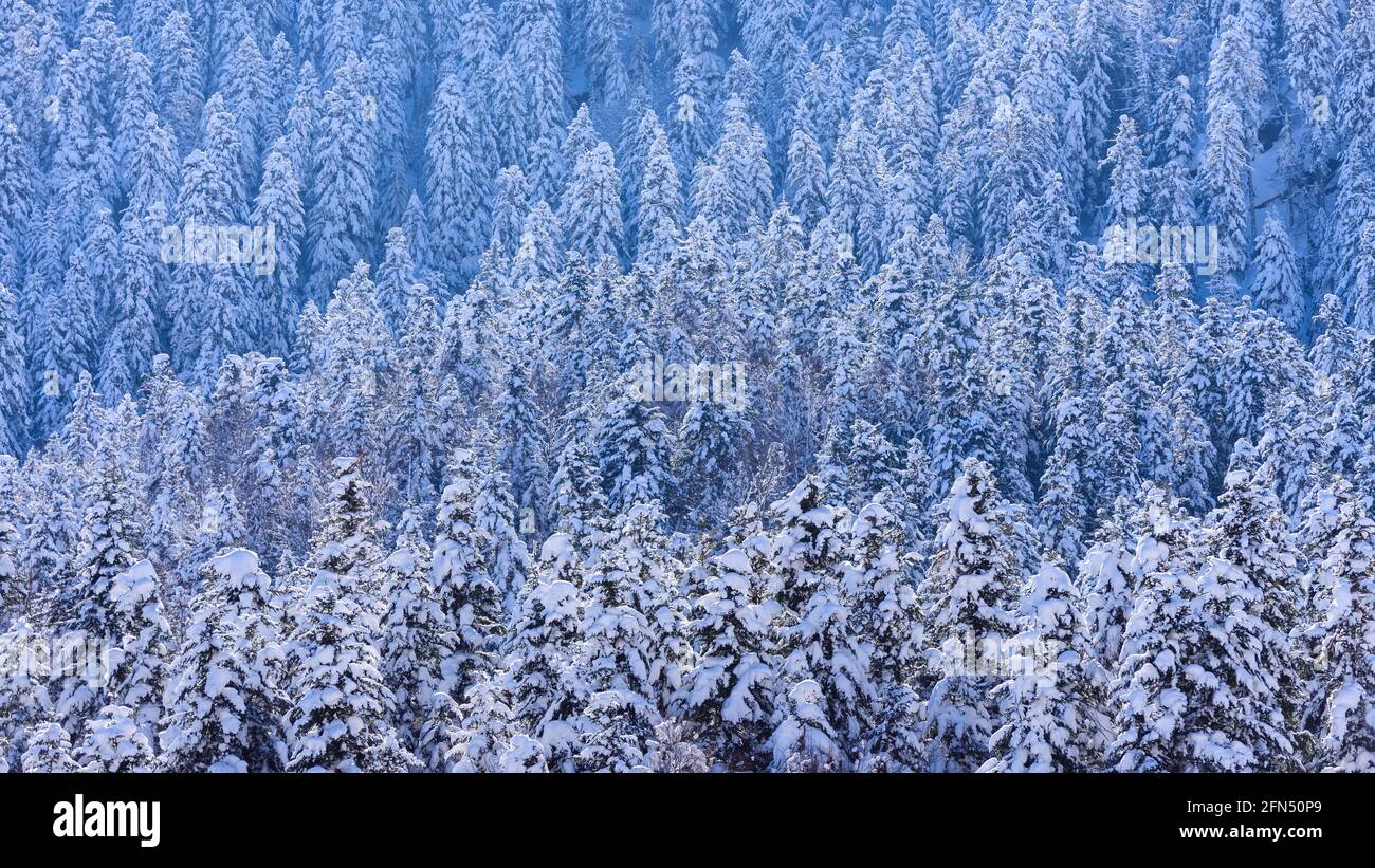 Snowy forest details in winter in Eth Portilhon mountain pass (Aran Valley, Catalonia, Spain, Pyrenees) ESP: Detalles de bosque nevado en invierno Stock Photo