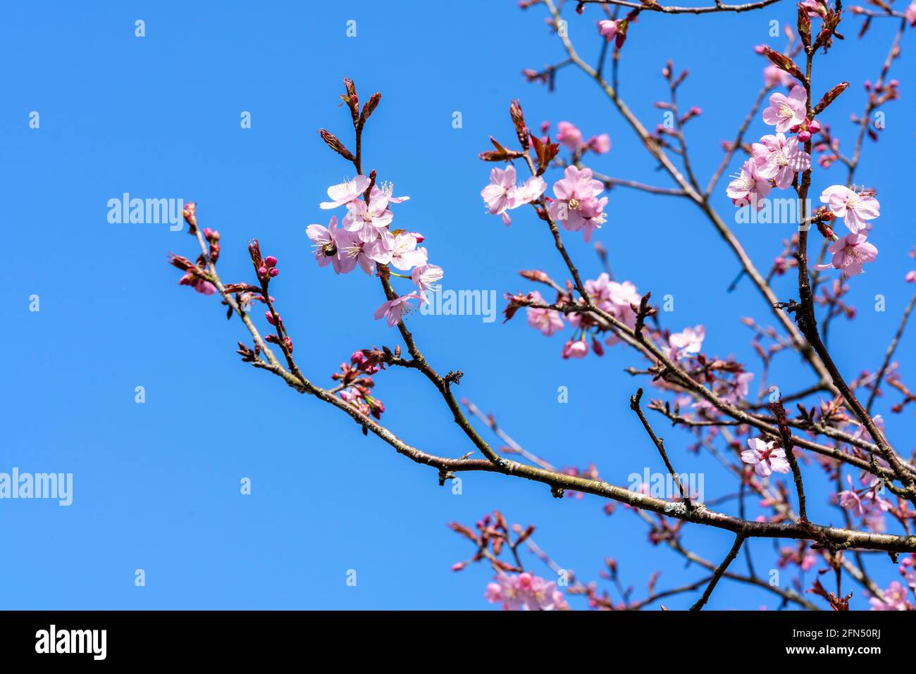Prunus sargentii a springtime flowering cherry tree plant with pink flower blossom in the spring