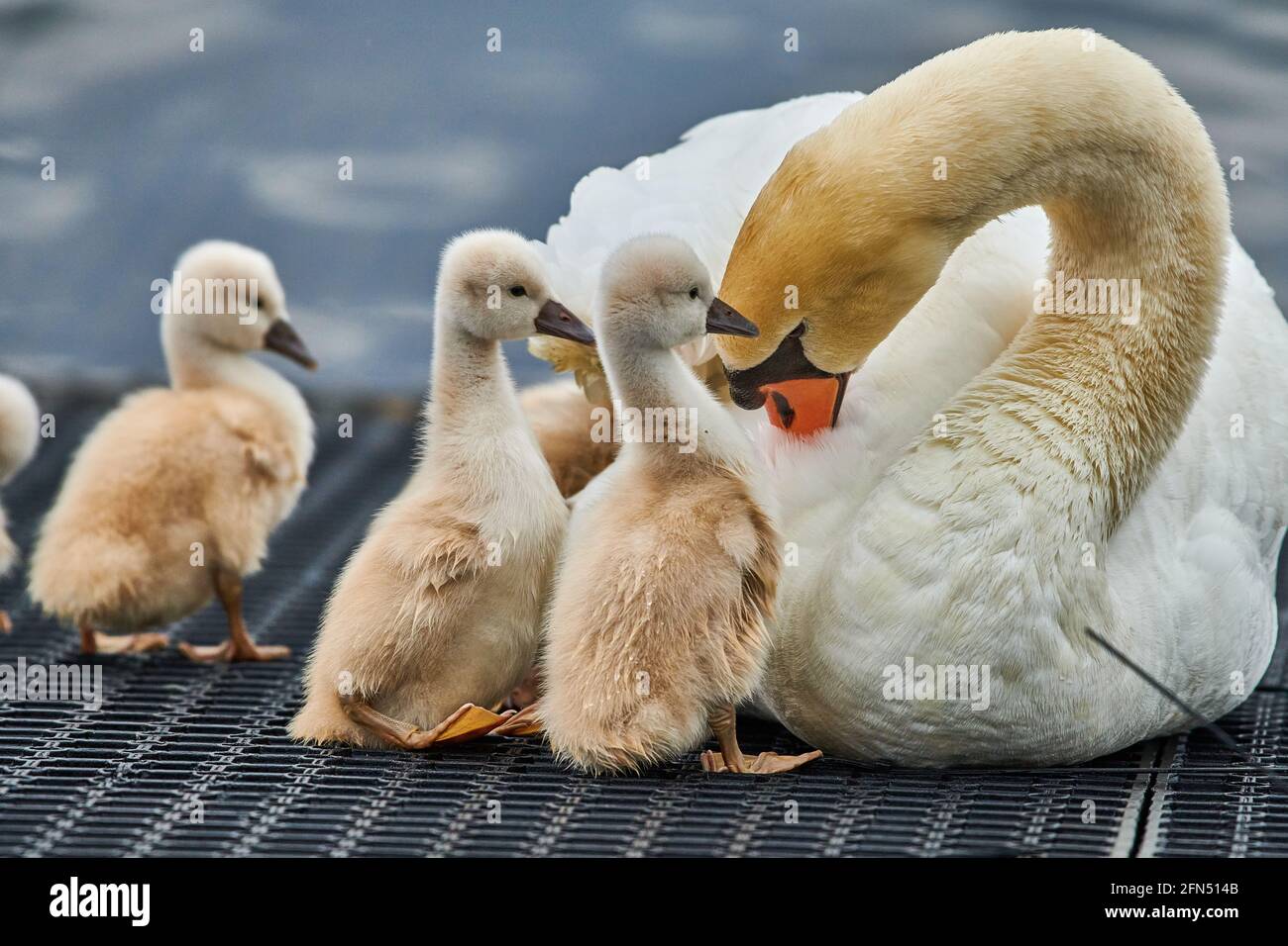 Beautiful white Swan with small Chicks on a lake Stock Photo - Alamy