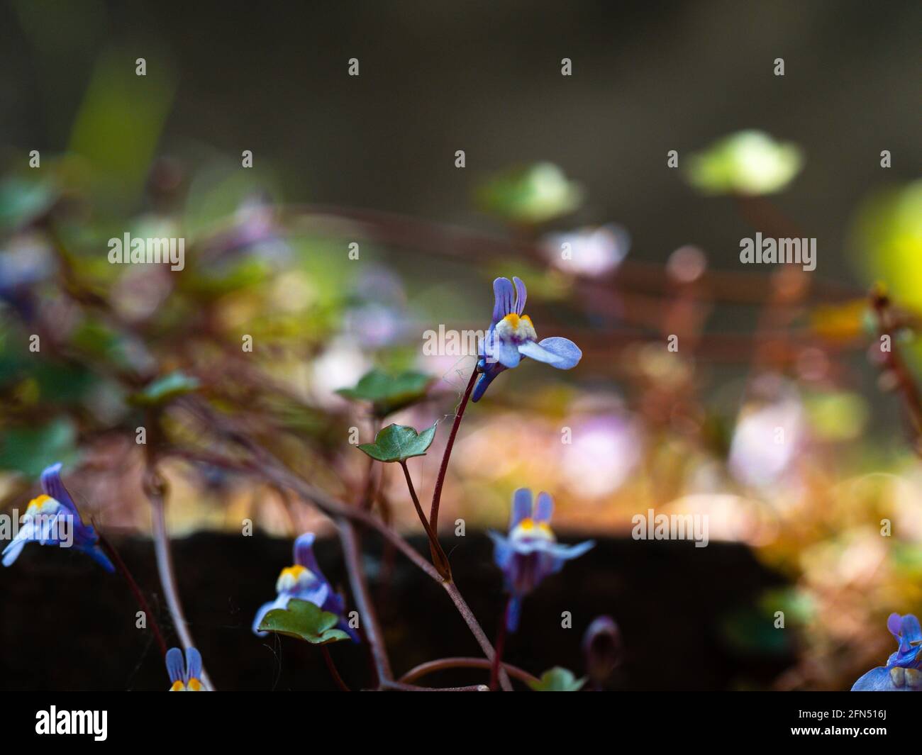 Closeup of beautiful blue spring flowers Stock Photo - Alamy