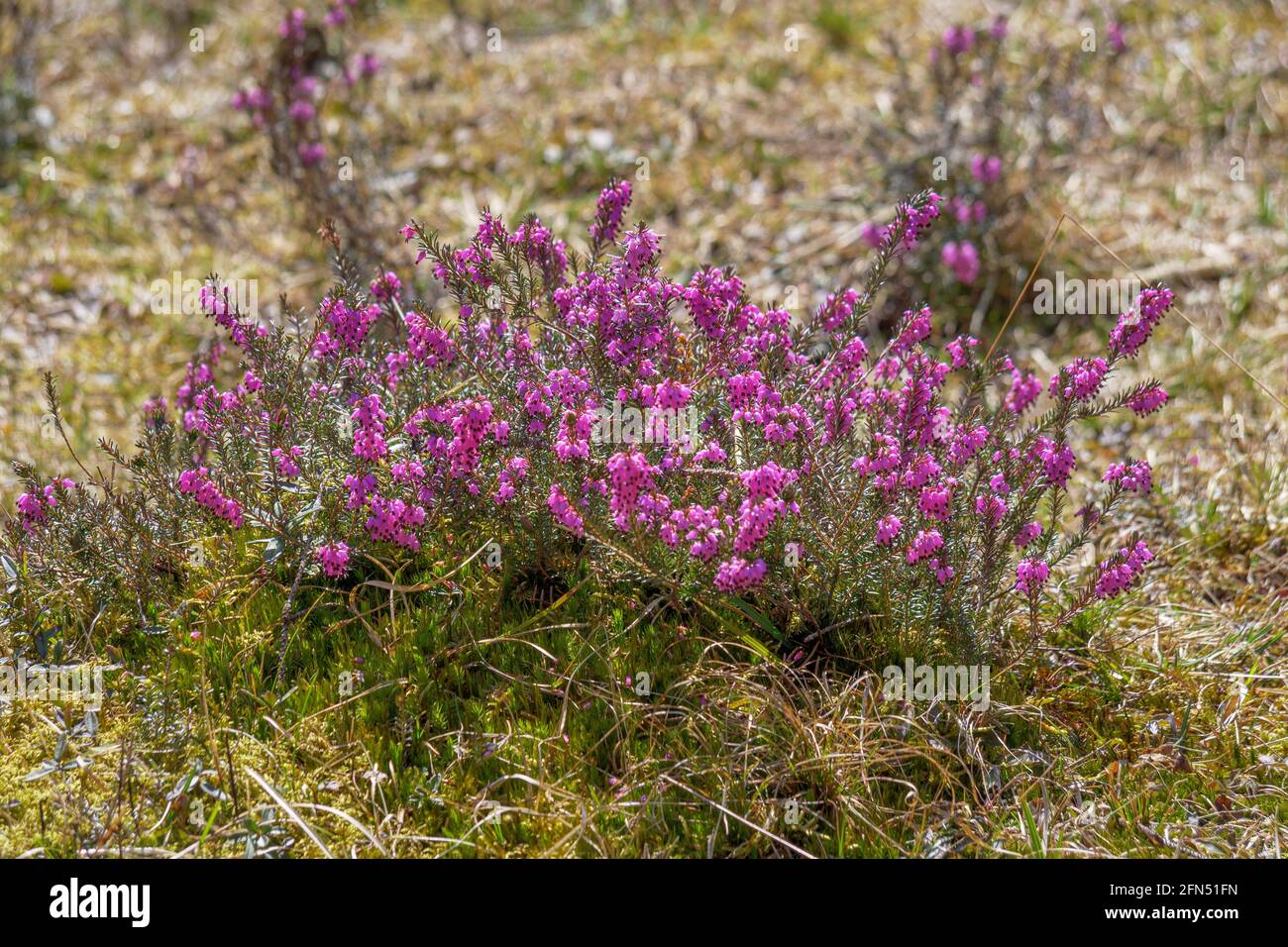 Blooming Winter heath, Winter Flowering Heather or Spring heath (Erica carnea, Erica herbacea), Bavaria, Germany, Europe Stock Photo