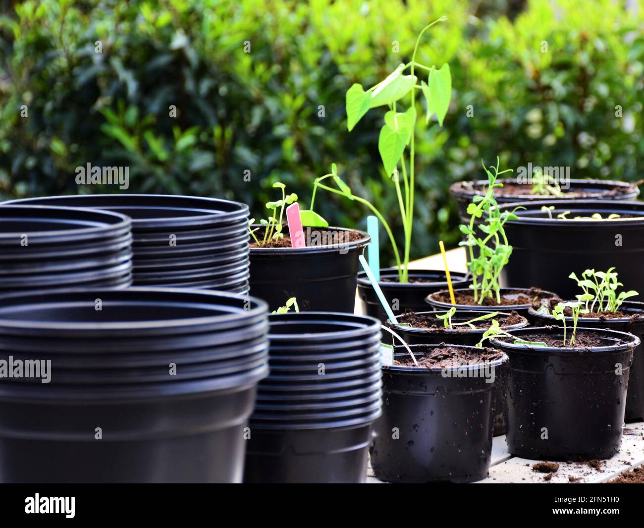 Lemon Thyme Herb Plants at Lowes.com