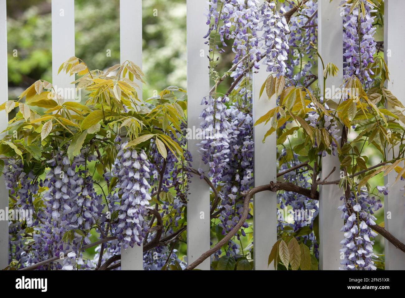 London, UK: In a garden in Clapham in the month of May, a wisteria sinensis 'Prolific' blooms on a white wooden balcony, its long dangling racemes of Stock Photo