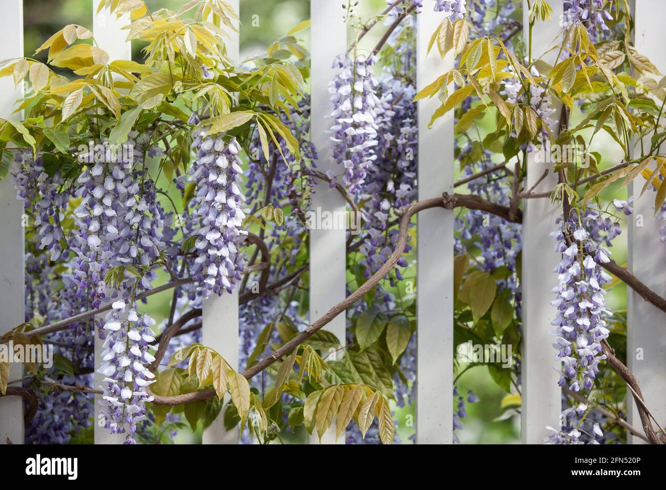 London, UK: In a garden in Clapham in the month of May, a wisteria sinensis 'Prolific' blooms on a white wooden balcony, its long dangling racemes of Stock Photo