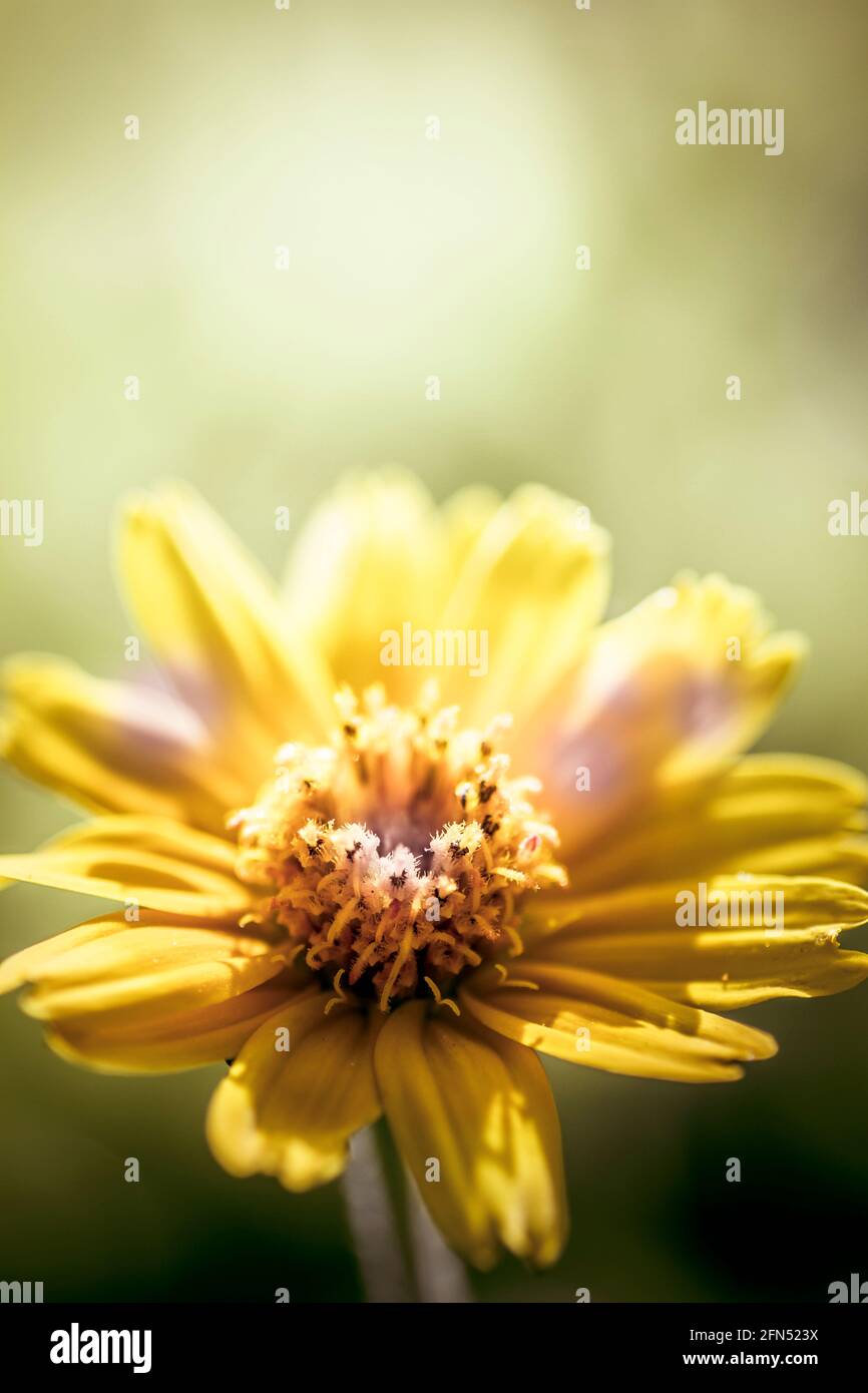 Instagram Style Nature Picture Of An Autumn Wildflower On Green Grass Background Floral Sunlight Stock Photo Alamy
