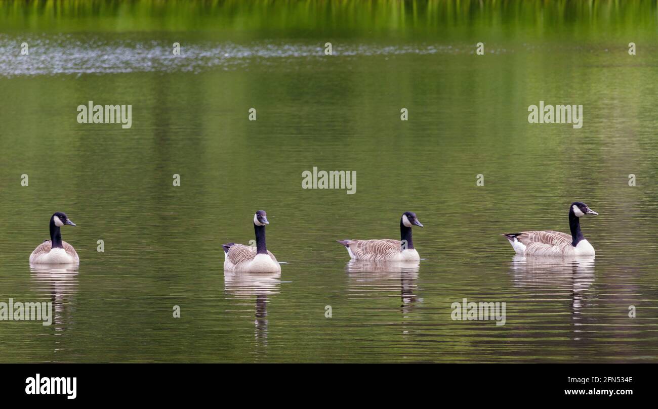 Wildlife and countryside act 1981 hires stock photography and images