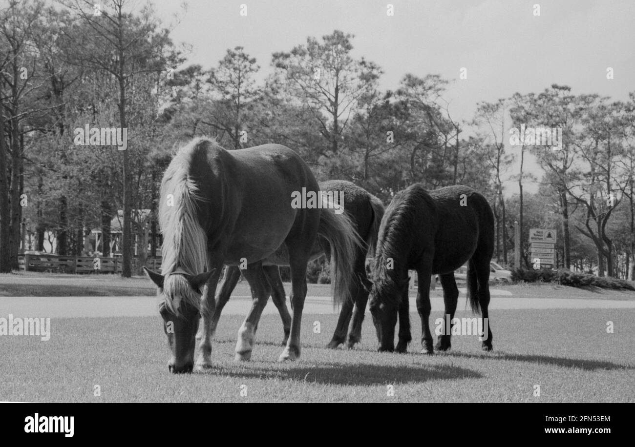Corolla Wild Ponies, Corolla, NC, Jan 1993. Part of a series of 35 American east coast lighthouses photographed between November 1992 and September 1993. Stock Photo