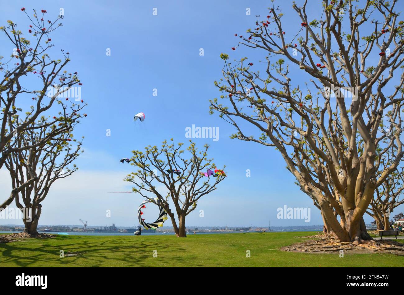 Kite flying with scenic view of the Seaport Village coral trees on Kettner Boulevard at the San Diego Embarcadero Marina Park in California, USA. Stock Photo
