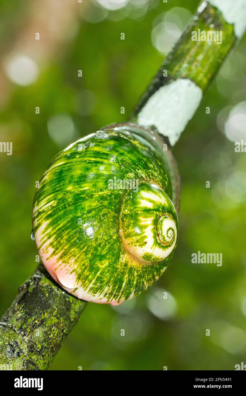 Giant Tree Snail, Acavus phoenix, Sinharaja National Park Rain Forest