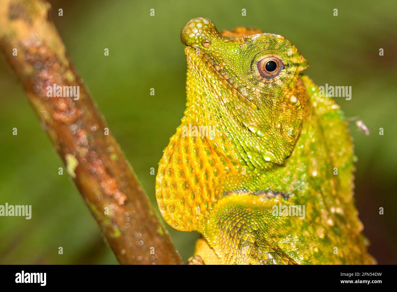 Hump-nosed Lizard, Lyriocephalus scutatus, Sinharaja National Park Rain ...