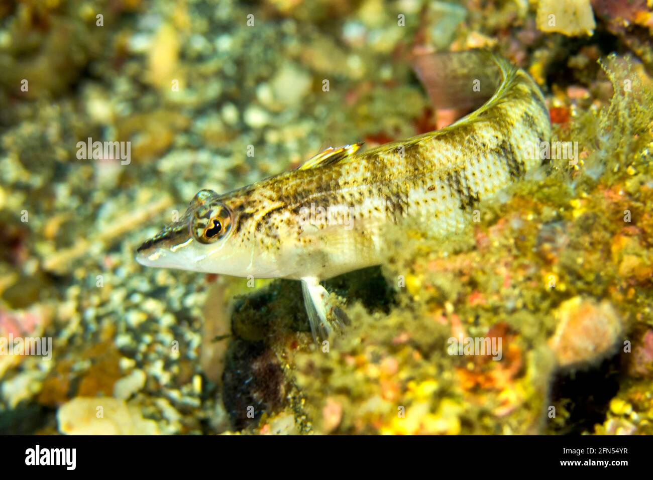 Grubfish, Sandperch, Lembeh, North Sulawesi, Indonesia, Asia Stock ...