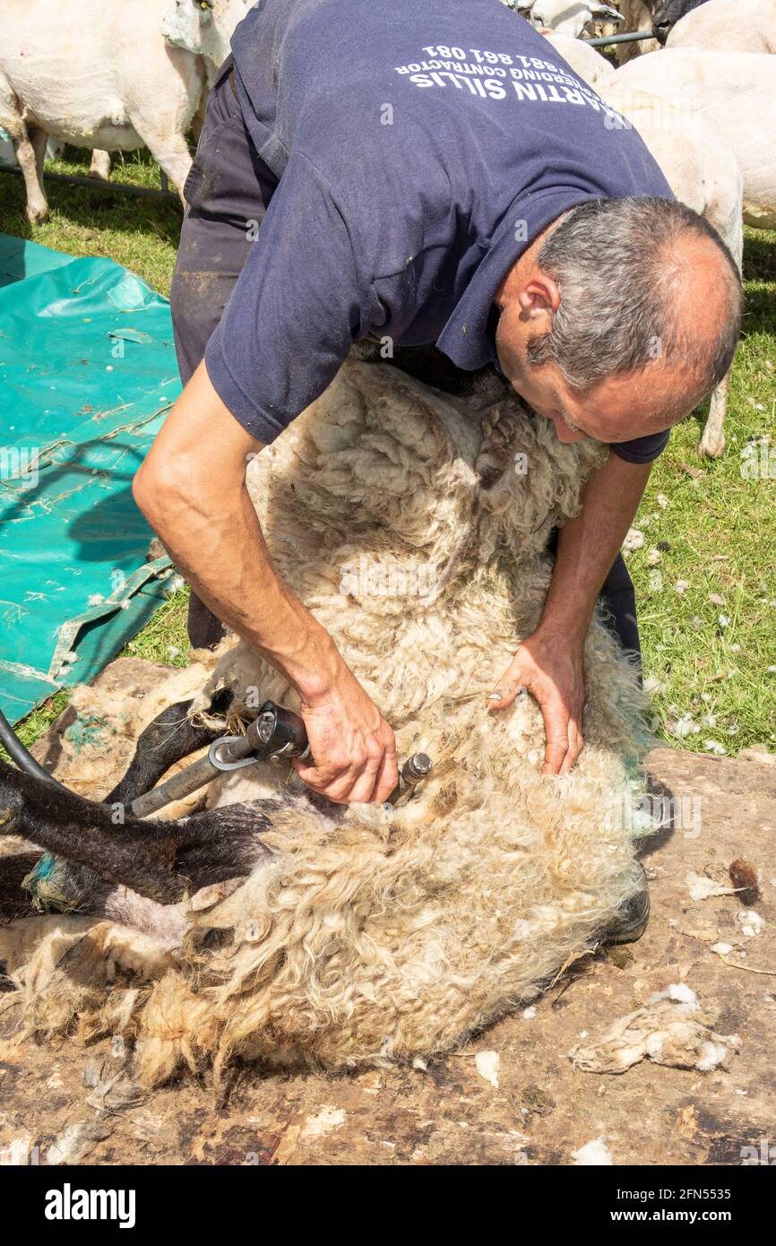 Sheep shearing demonstration at a farm in Norfolk, UK. Highly skilled and efficient use of mechanised cutters ensure excellent quality in quick time. Stock Photo