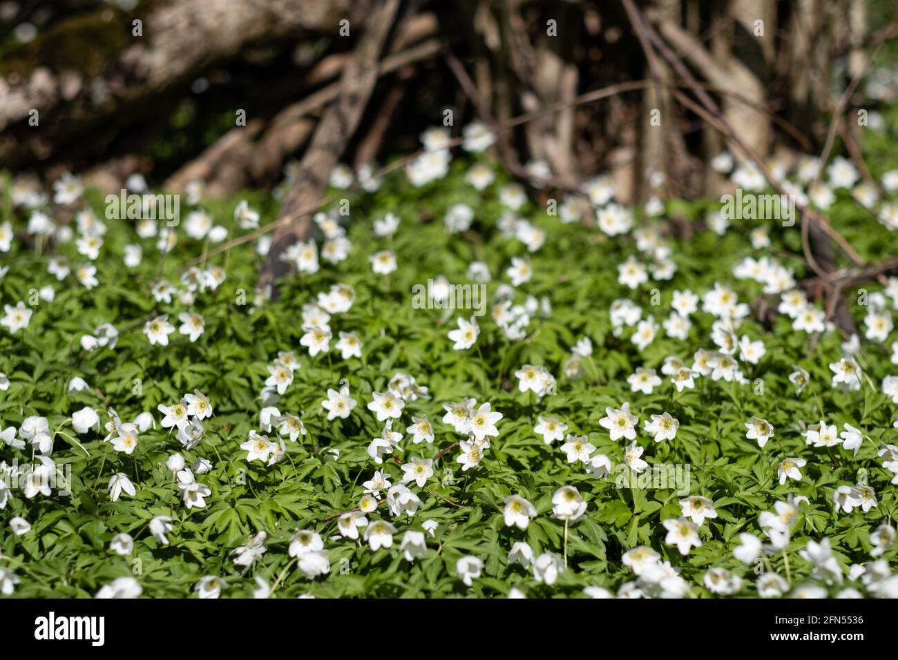 Close up of early spring wild anemone flowers Stock Photo