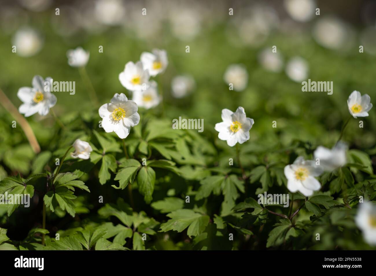 Close up of early spring wild anemone flowers Stock Photo