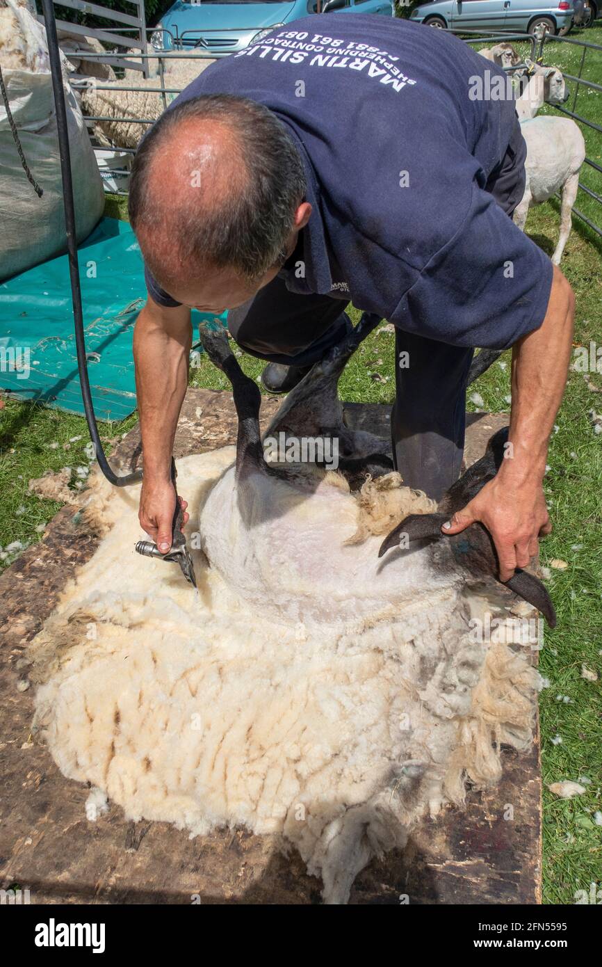 Sheep shearing in spring hires stock photography and images Alamy