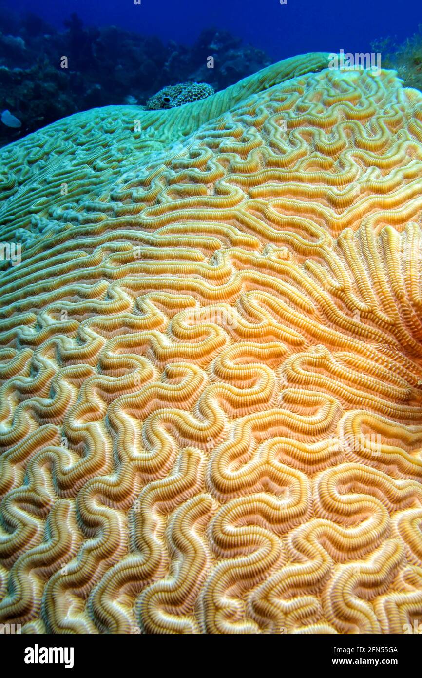 Brain Coral, Coral Reef, Caribbean Sea, Playa Giron, Cuba, America Stock Photo