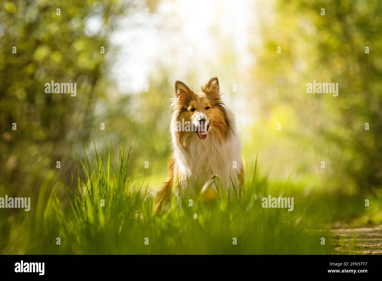 Happy dog in a forest. Shetland sheepdog is sitting on a grass Stock ...