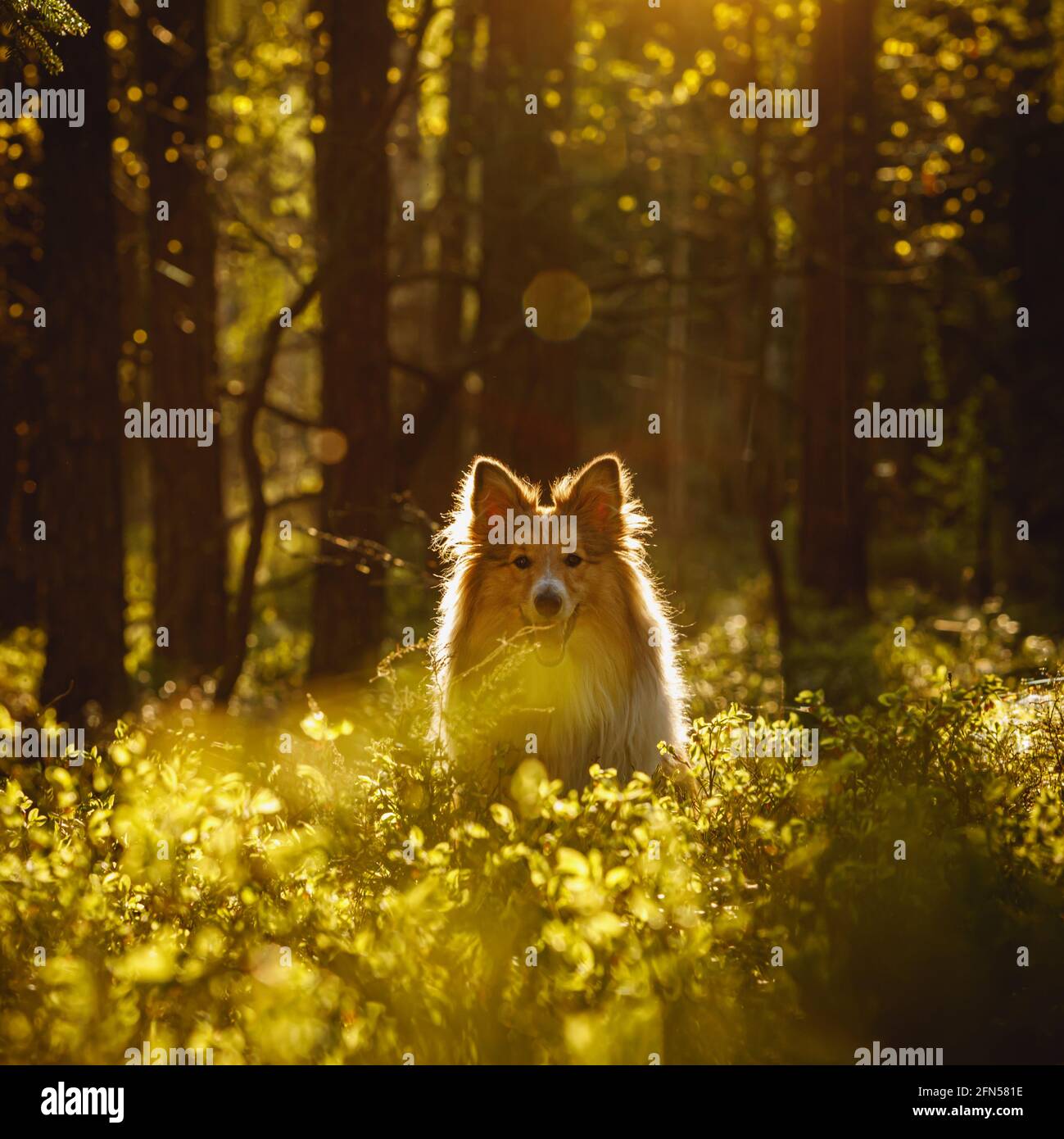 Happy dog in a forest. Shetland sheepdog is sitting on a grass Stock ...