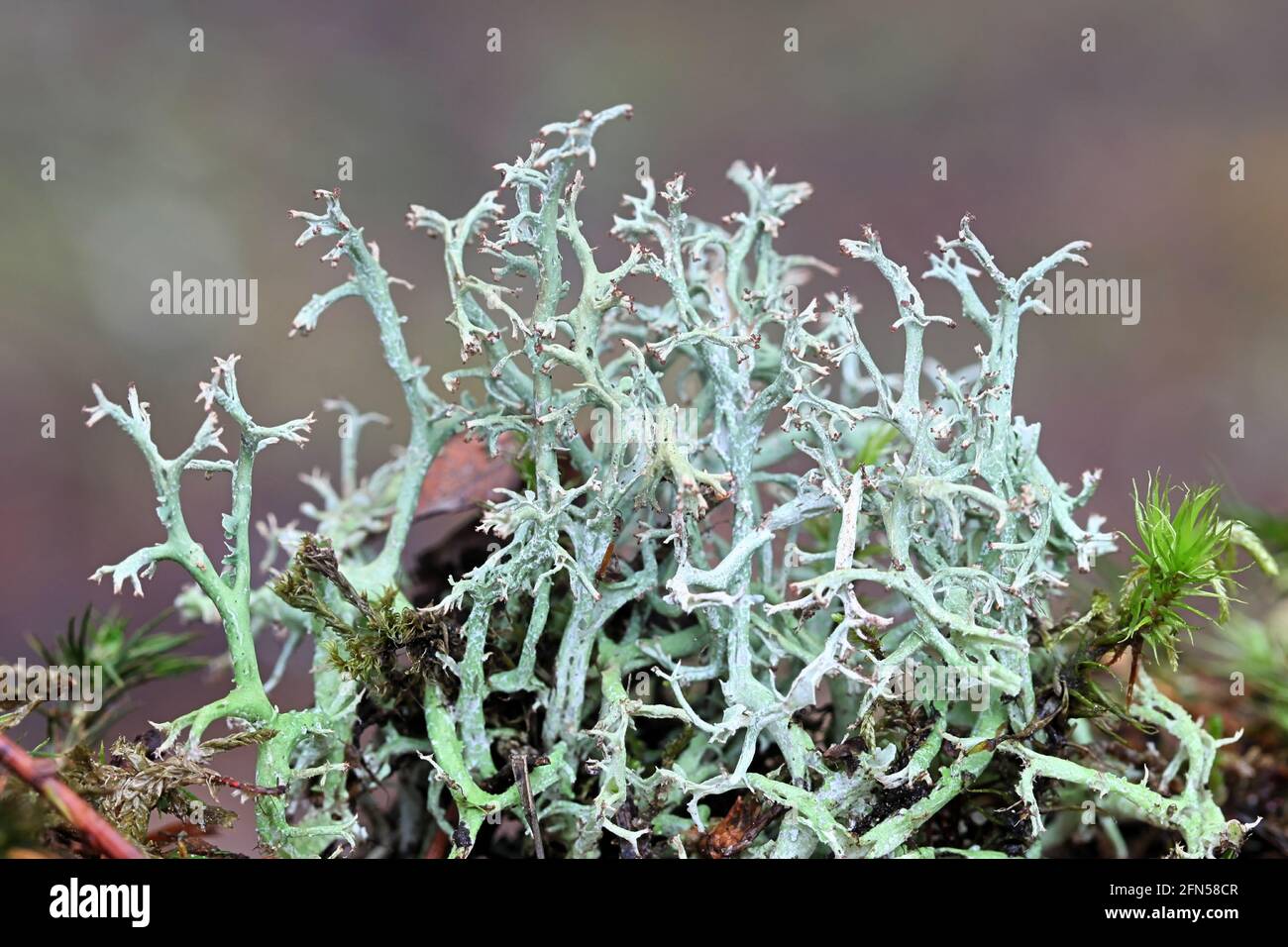 Cladonia furcata, a medicinal cup lichen from Finland studied for its capability to kill leukemia cells in vitro Stock Photo