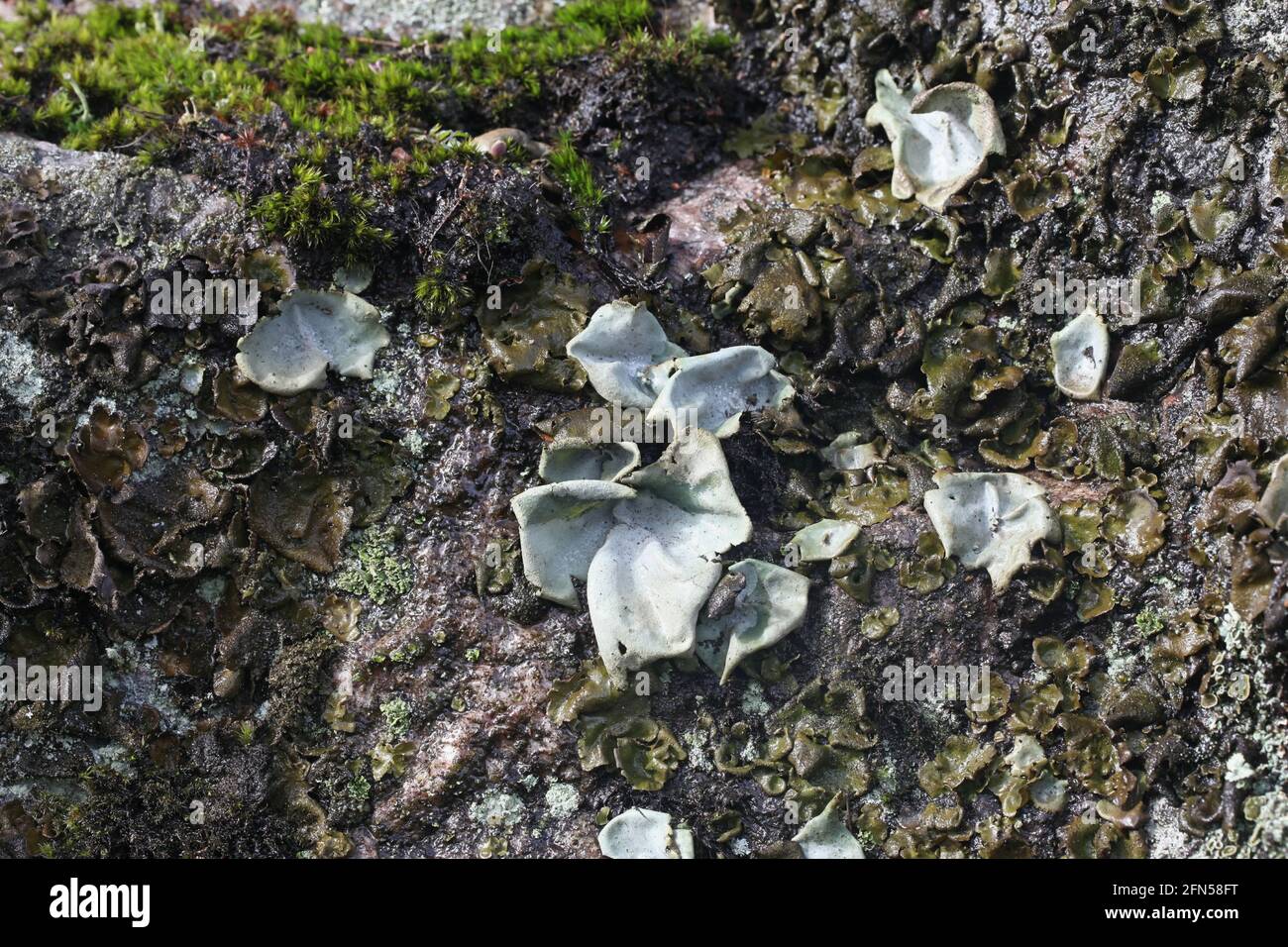 Umbilicaria hirsuta, commonly known as hairy navel lichen or granulating rocktripe lichen Stock Photo
