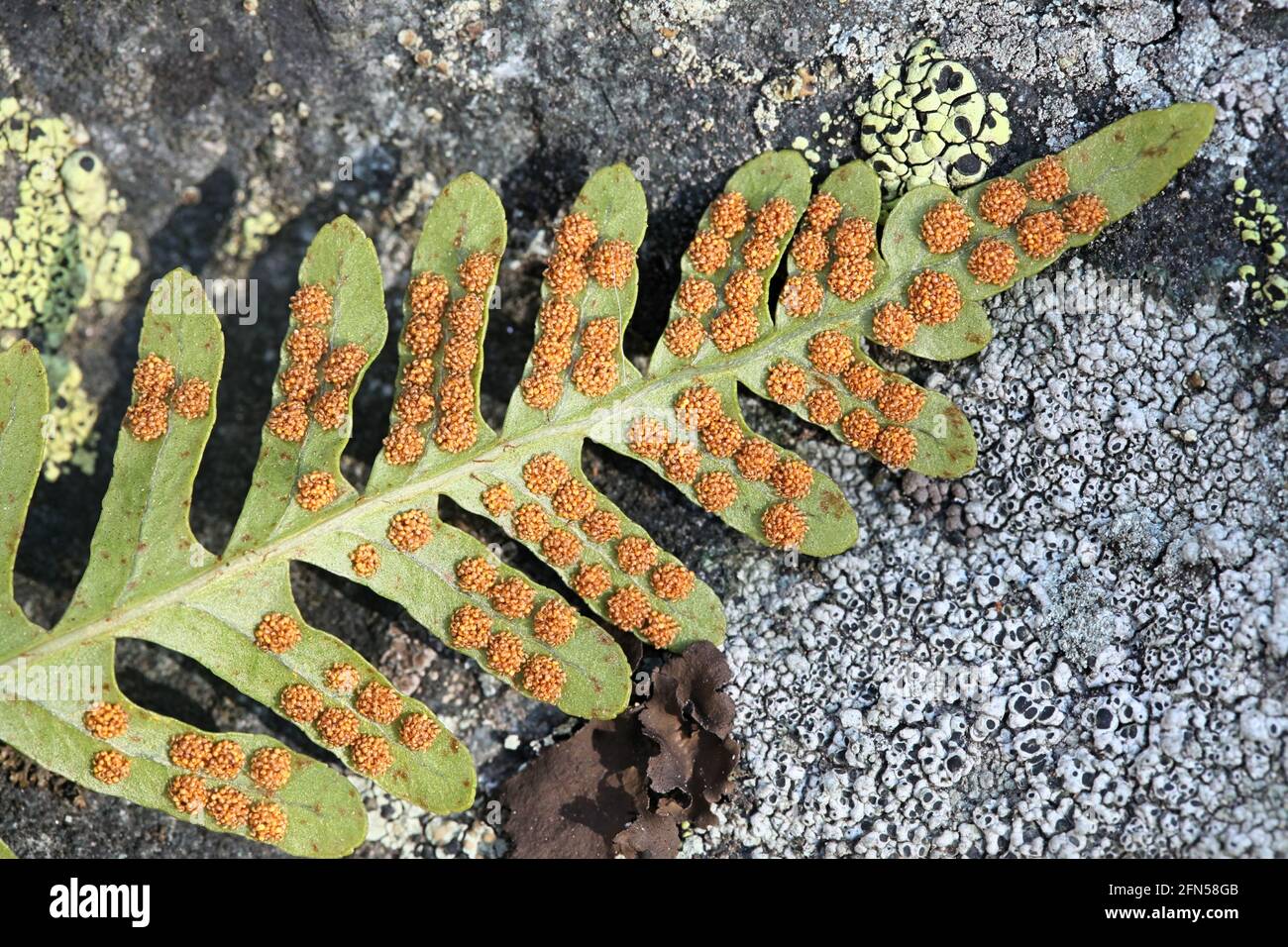 Sorus or a cluster of sporangia of Polypodium vulgare, the common polypody, also called the rockcap fern Stock Photo