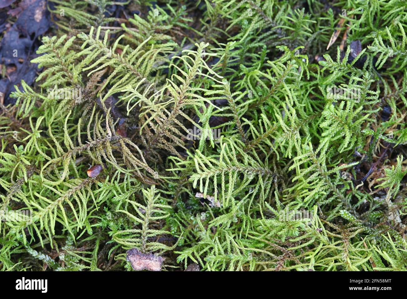 Abietinella abietina, also known as Thuidium abietinum, a pleurocarpuous moss from Finland with no common English name Stock Photo