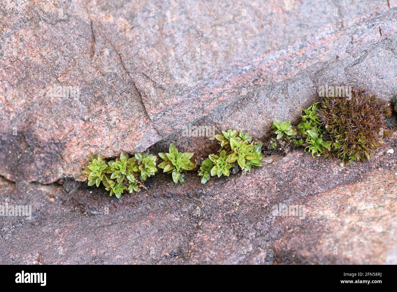Encalypta streptocarpa, known as spiral extinguisher-moss Stock Photo