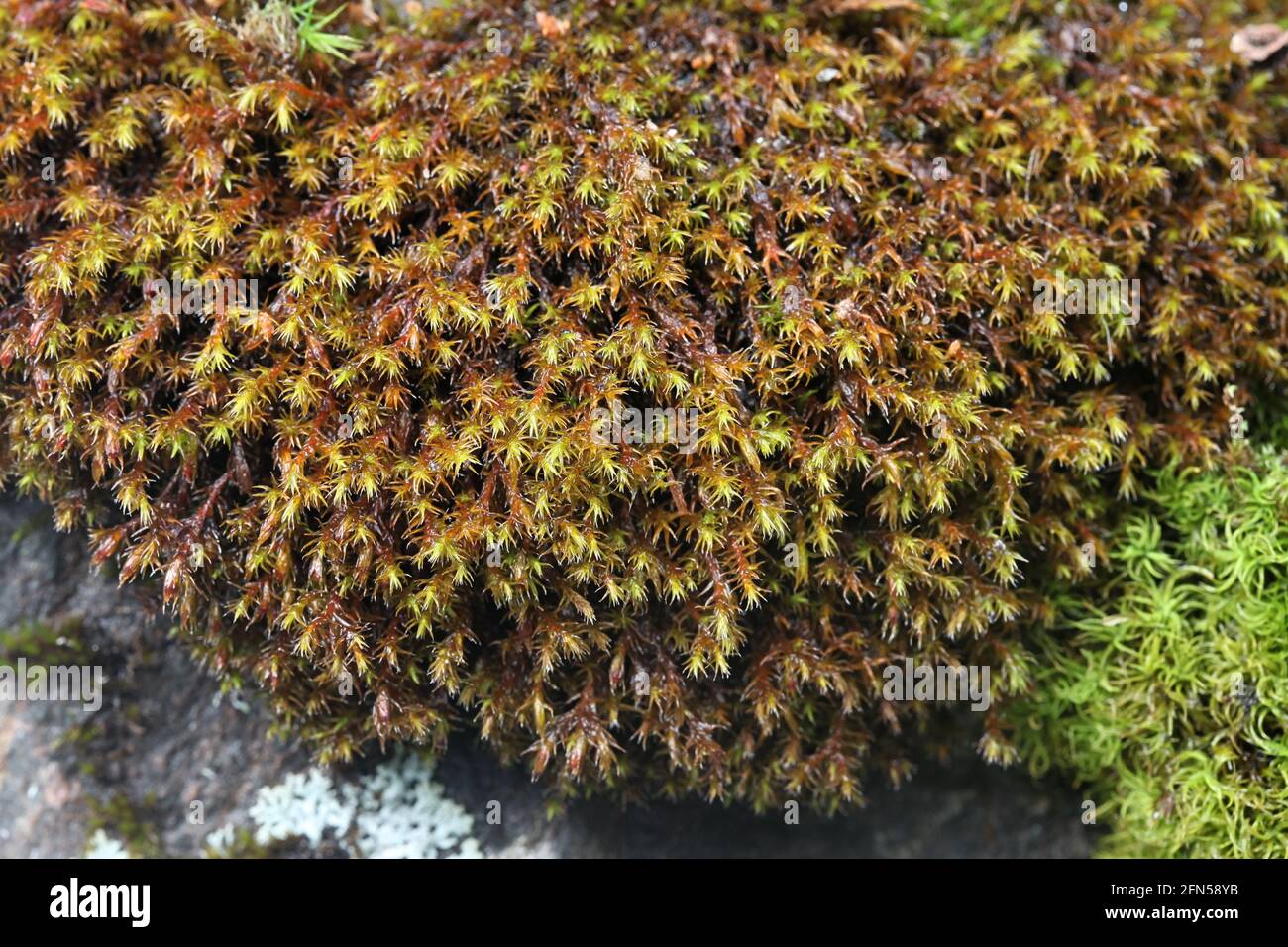 Schistidium papillosum, sometimes called rough grimmia moss Stock Photo