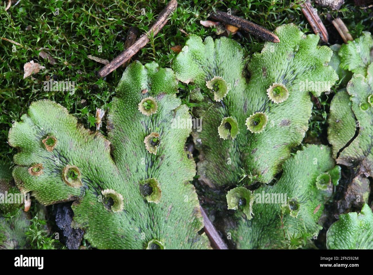 Marchantia polymorpha ssp ruderalis, known as the common liverwort or umbrella liverwort, growing on a forest fire area in Finland Stock Photo