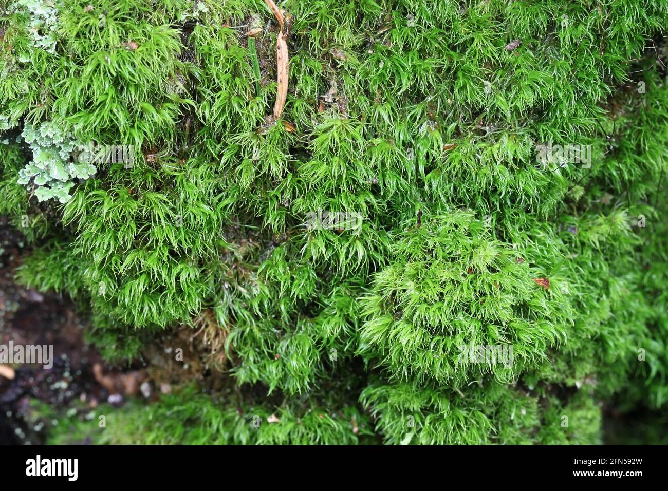 Dicranum montanum, commonly known as mountain fork moss Stock Photo